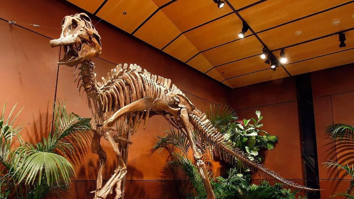 🏛️ 무카와정립 호베츠 박물관 (むかわ町立穂別博物館)